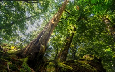 Un viaggio nel cuore di Sasso Fratino con i Carabinieri Forestali