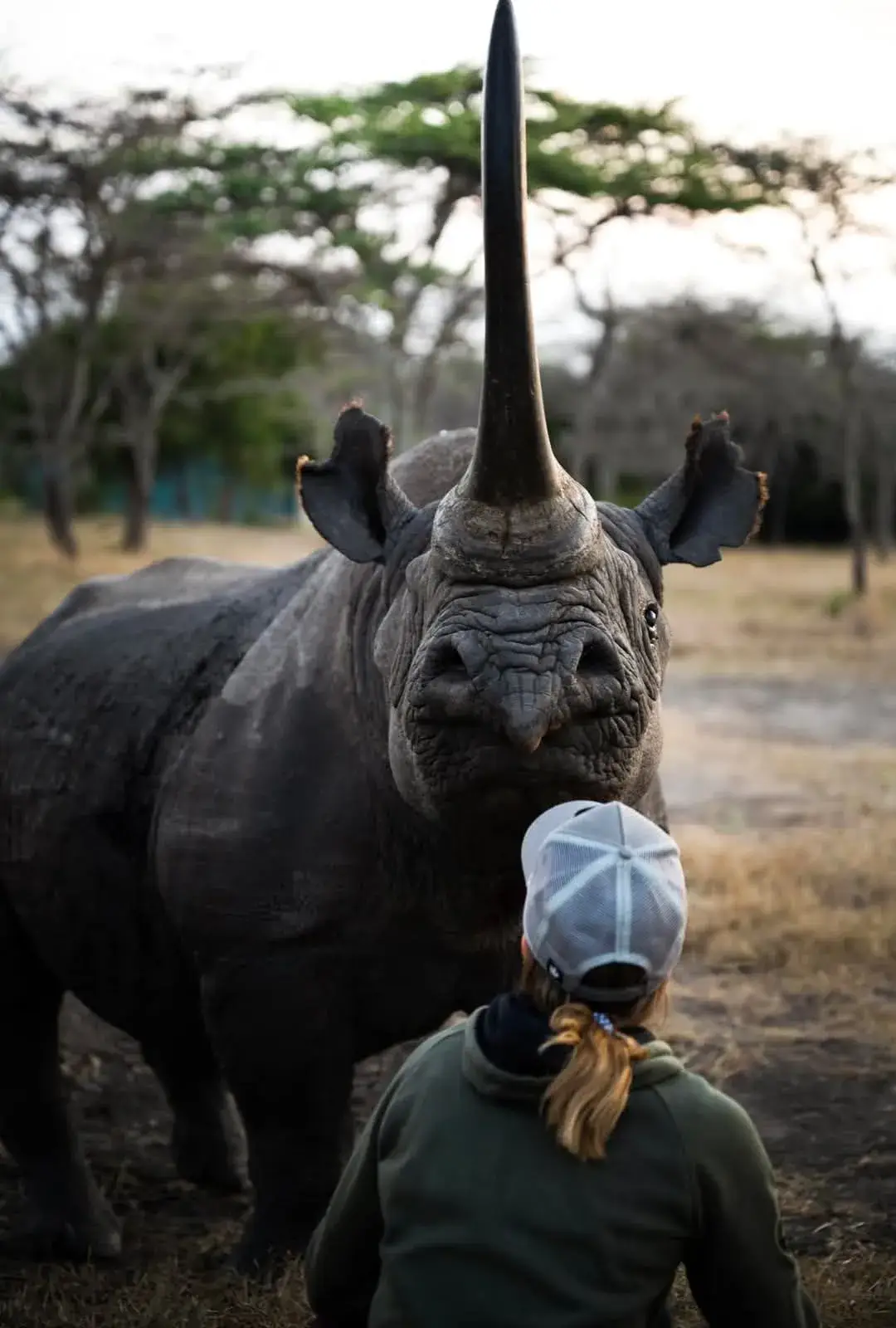Baraka – Il rinoceronte cieco di Ol Pejeta Baraka, il rinoceronte cieco protetto nella Ol Pejeta Conservancy, simbolo di resilienza e tutela della fauna africana.