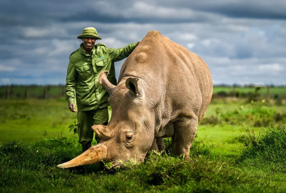 Le ultime due rinocerontesse bianche settentrionali al mondo, Najin e Fatu, nella Ol Pejeta Conservancy in Kenya.