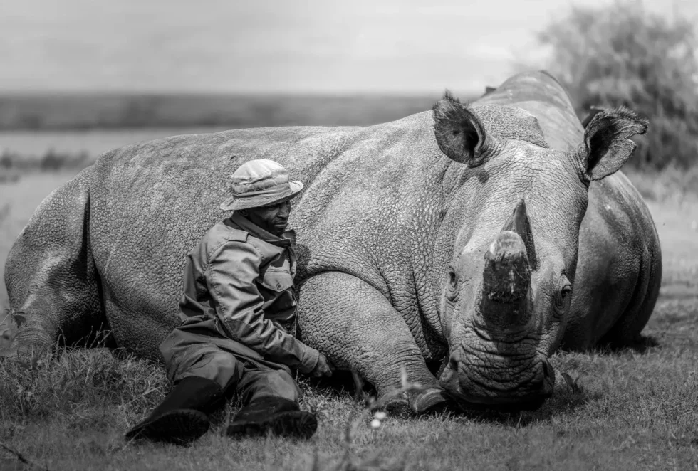 Le ultime due rinocerontesse bianche settentrionali al mondo, Najin e Fatu, nella Ol Pejeta Conservancy in Kenya.