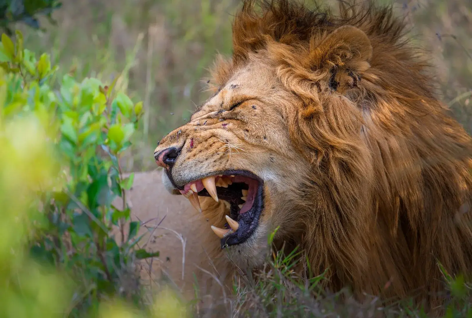 Telemetria – La scienza che protegge i leoni Ranger di Ol Pejeta durante il monitoraggio dei leoni con radiocollari e strumenti di telemetria per la ricerca scientifica.