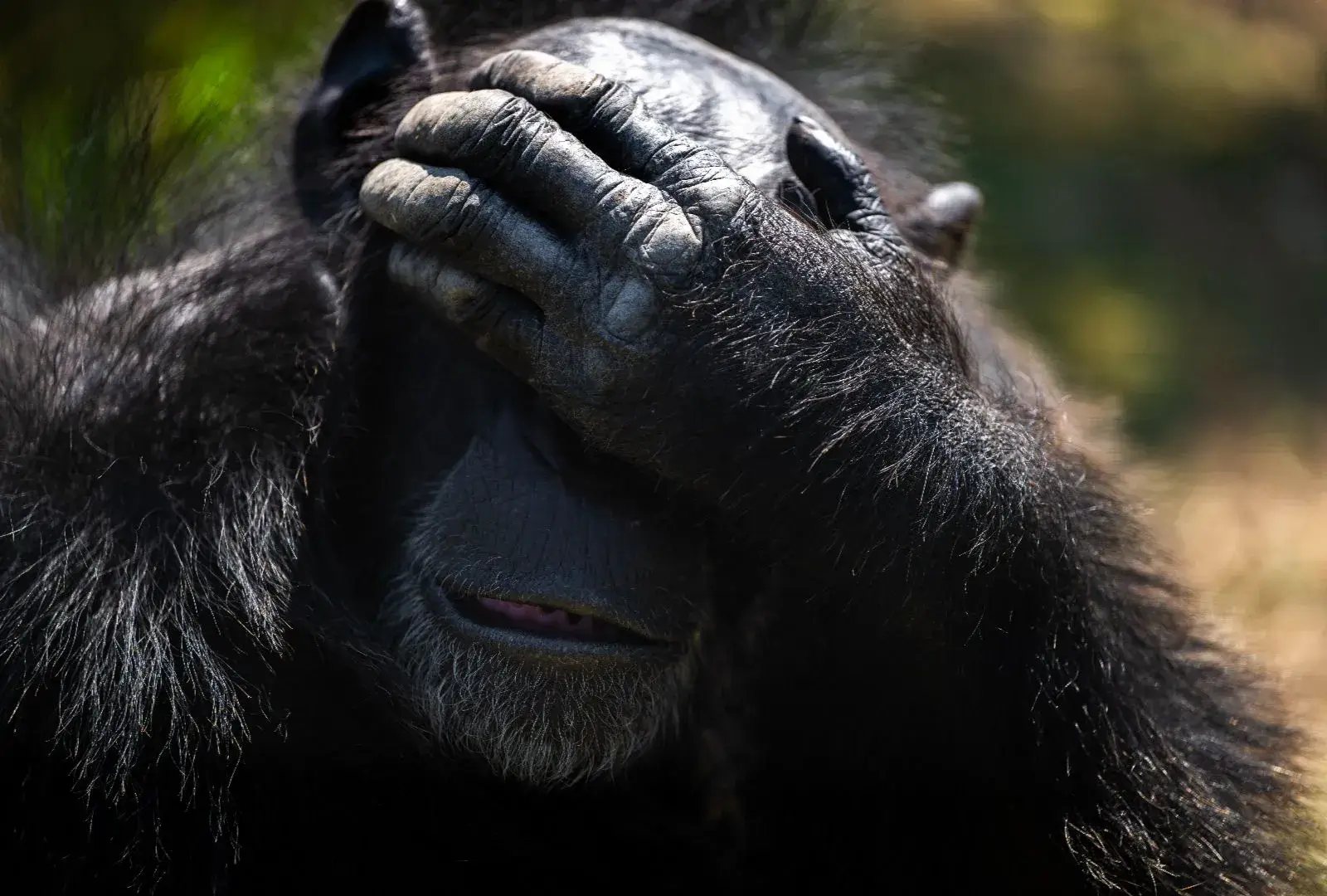 Scimpanzé salvato dal commercio illegale nella Ol Pejeta Conservancy in Kenya, fotografato nel suo habitat protetto. Scimpanzé di Ol Pejeta – Vita e rinascita nella conservancy