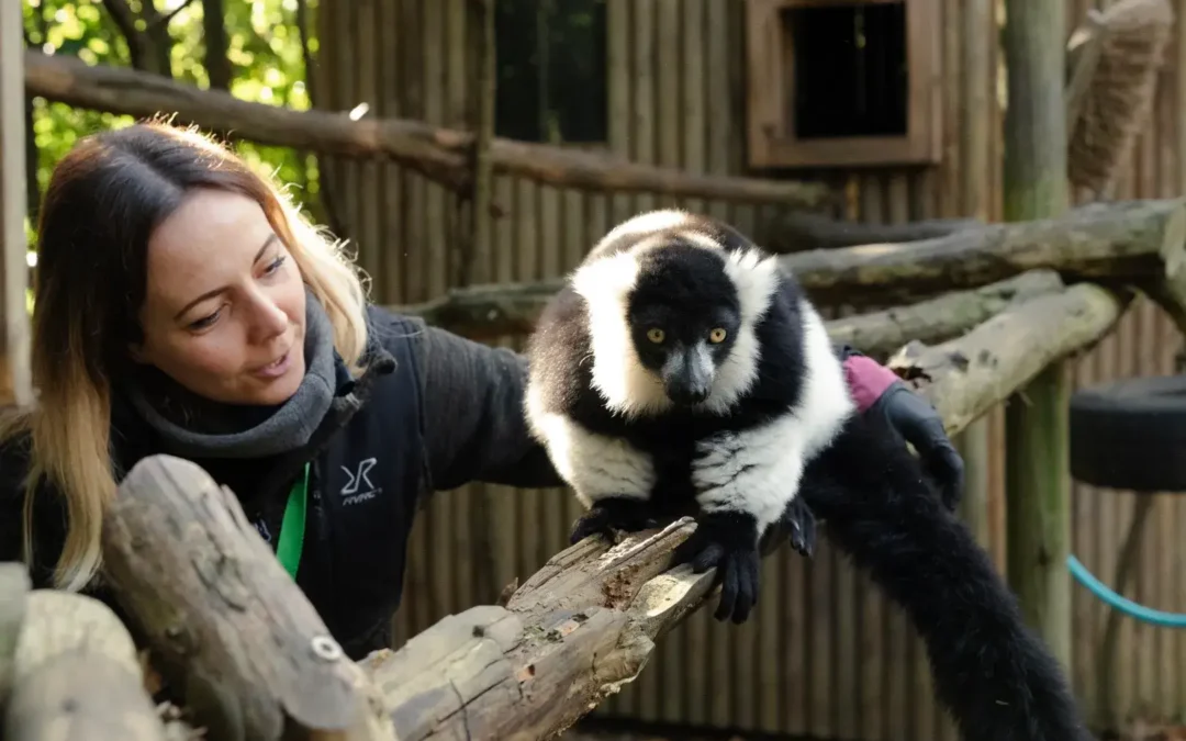 Parco Gallorose. Come lavoro quando mi trovo in Italia.