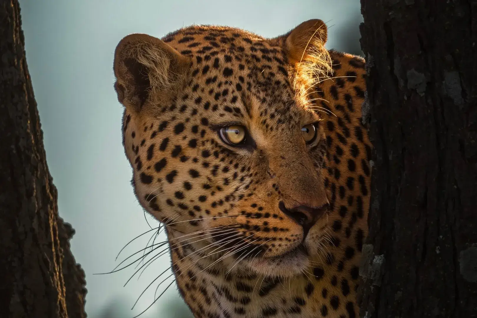 Masai Mara 2026