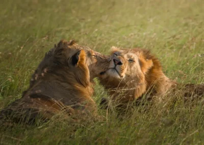 Legame nella savana – Due leoni nel Masai Mara