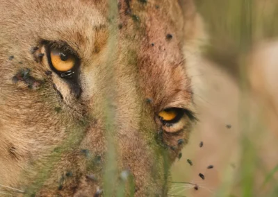 Sguardo della Leonessa - Masai Mara