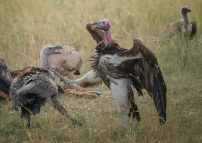 Avvoltoi nella savana – L’equilibrio della natura selvaggia
