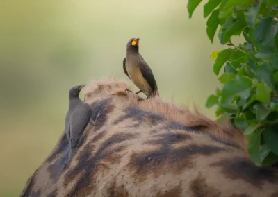 Due uccelli posati sul dorso di una giraffa nella savana del Masai Mara, vicino alla vegetazione.