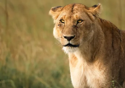 Primo piano di una leonessa nel Masai Mara, Kenya,