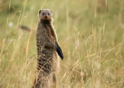 Mangusta nella savana – Piccola sentinella del Masai Mara