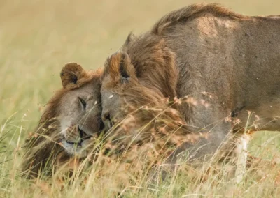Legame nella savana – Due leoni nel Masai Mara